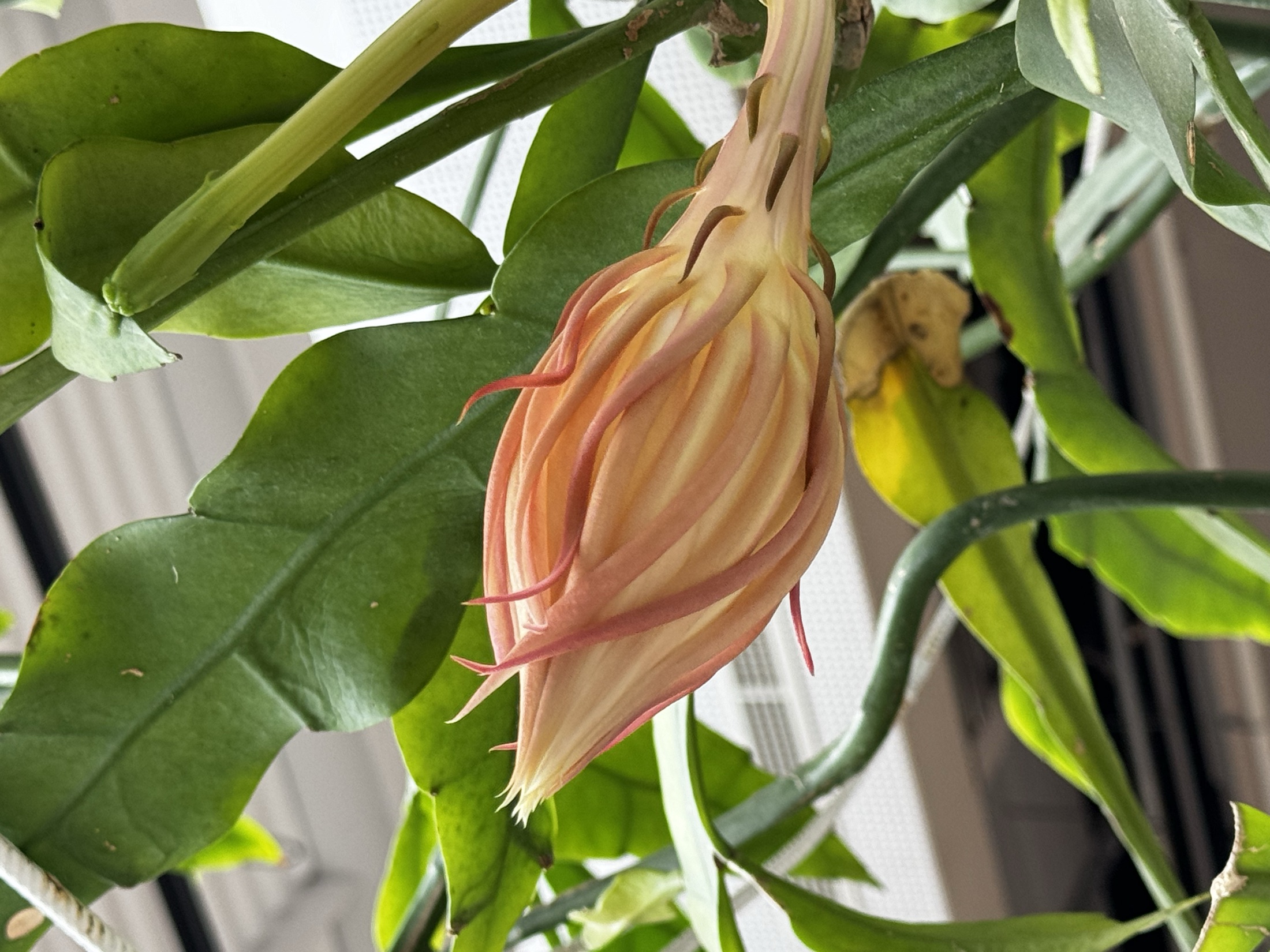 Rose-tipped Epiphyllum oxypetalum bud among green stems