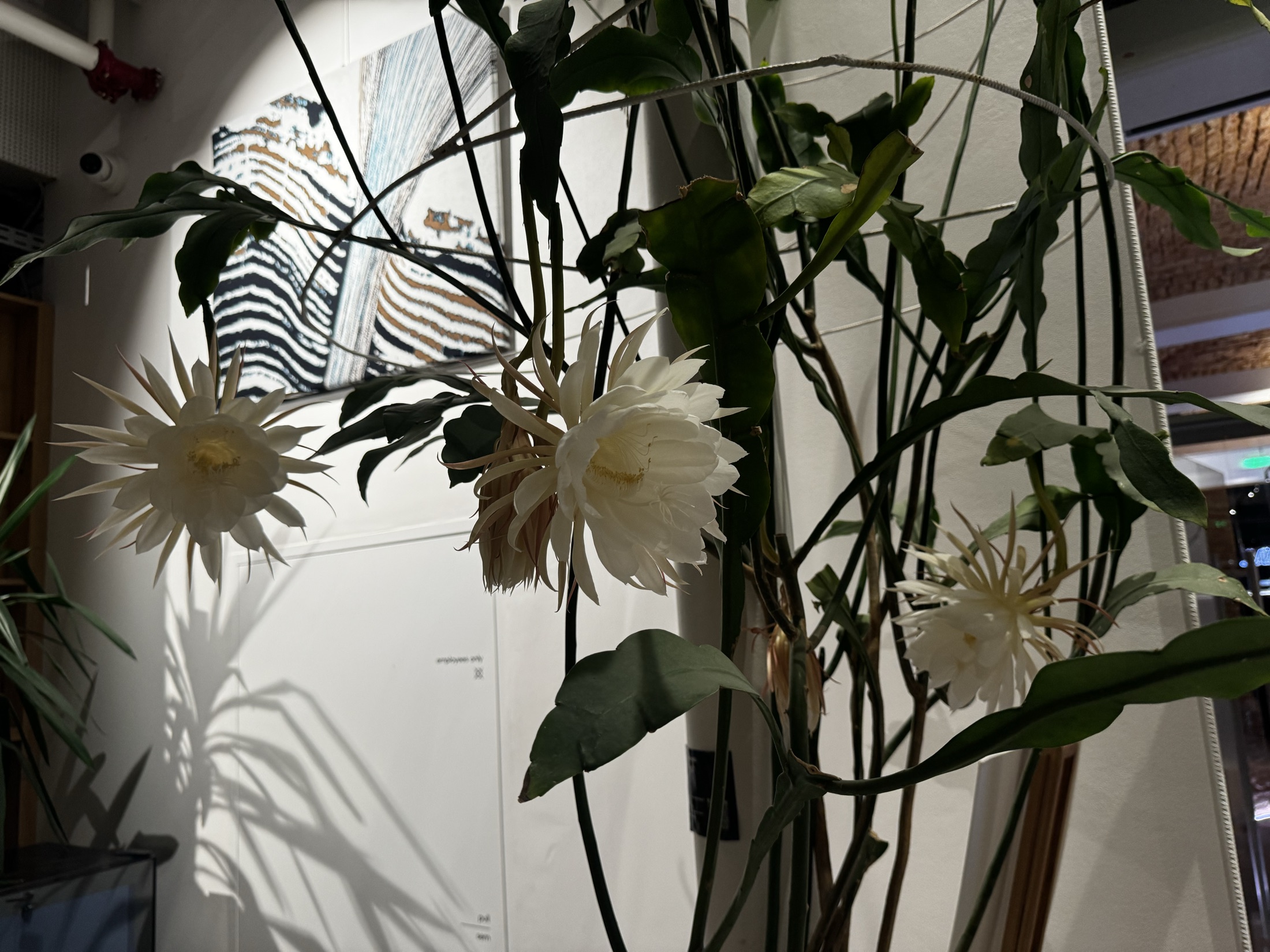 Several Epiphyllum oxypetalum flowers open across the plant