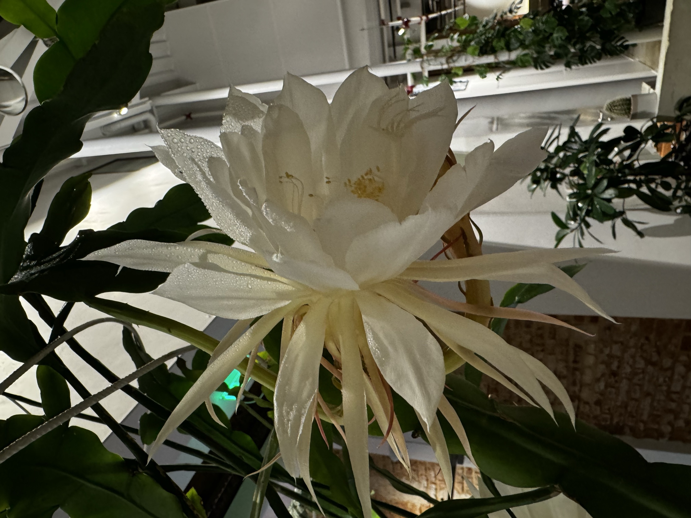 Close view of a dew-covered queen of the night flower