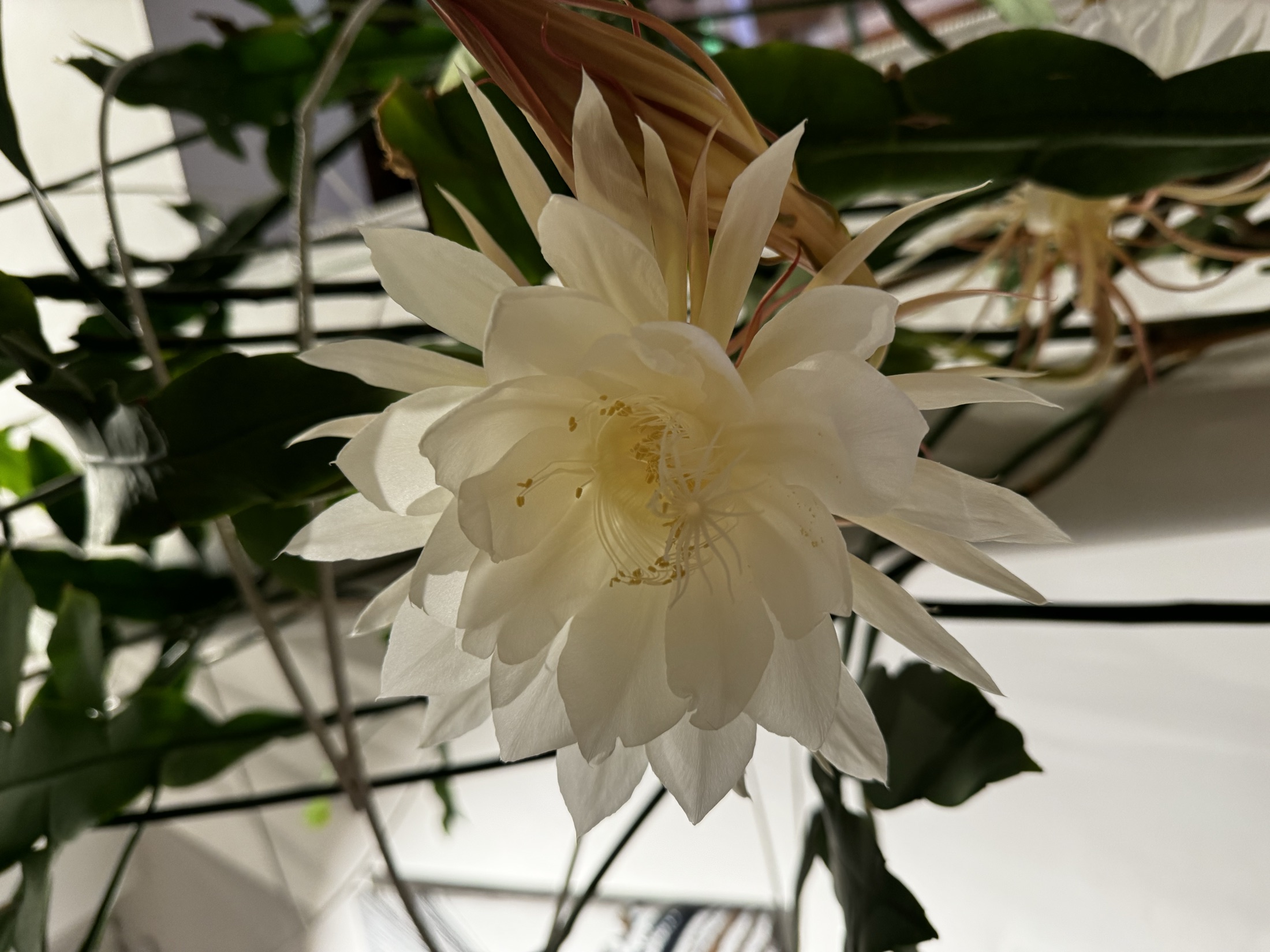 Fully open Epiphyllum oxypetalum flower at Jungle Prague