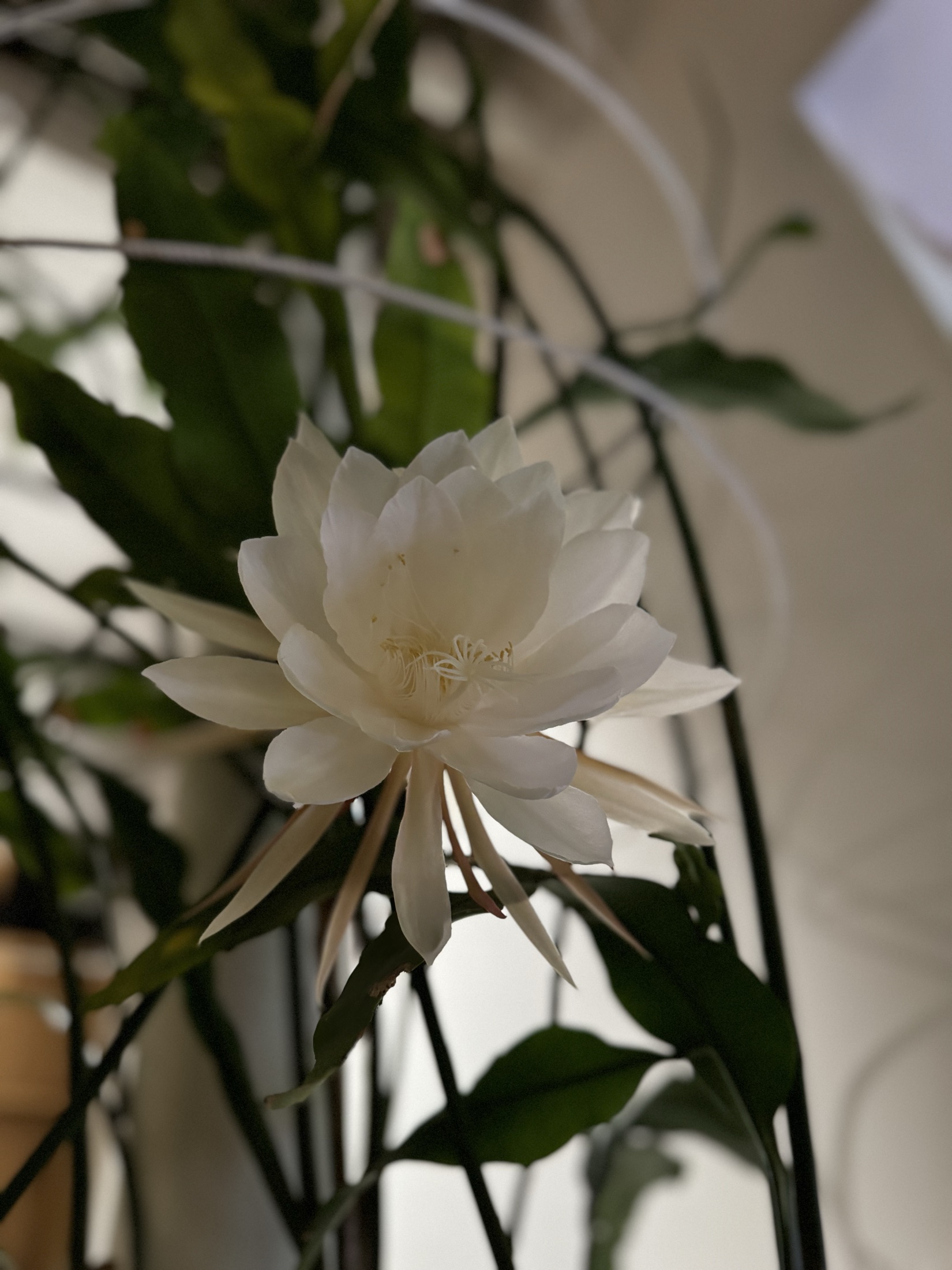 White Epiphyllum oxypetalum flower open at night