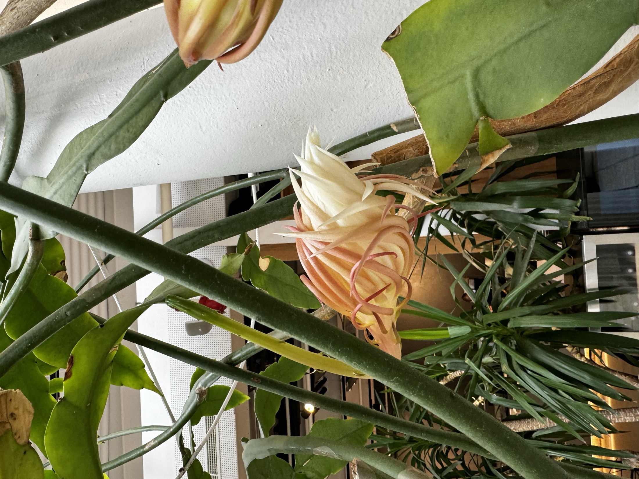 Epiphyllum oxypetalum flower beginning to open in the afternoon