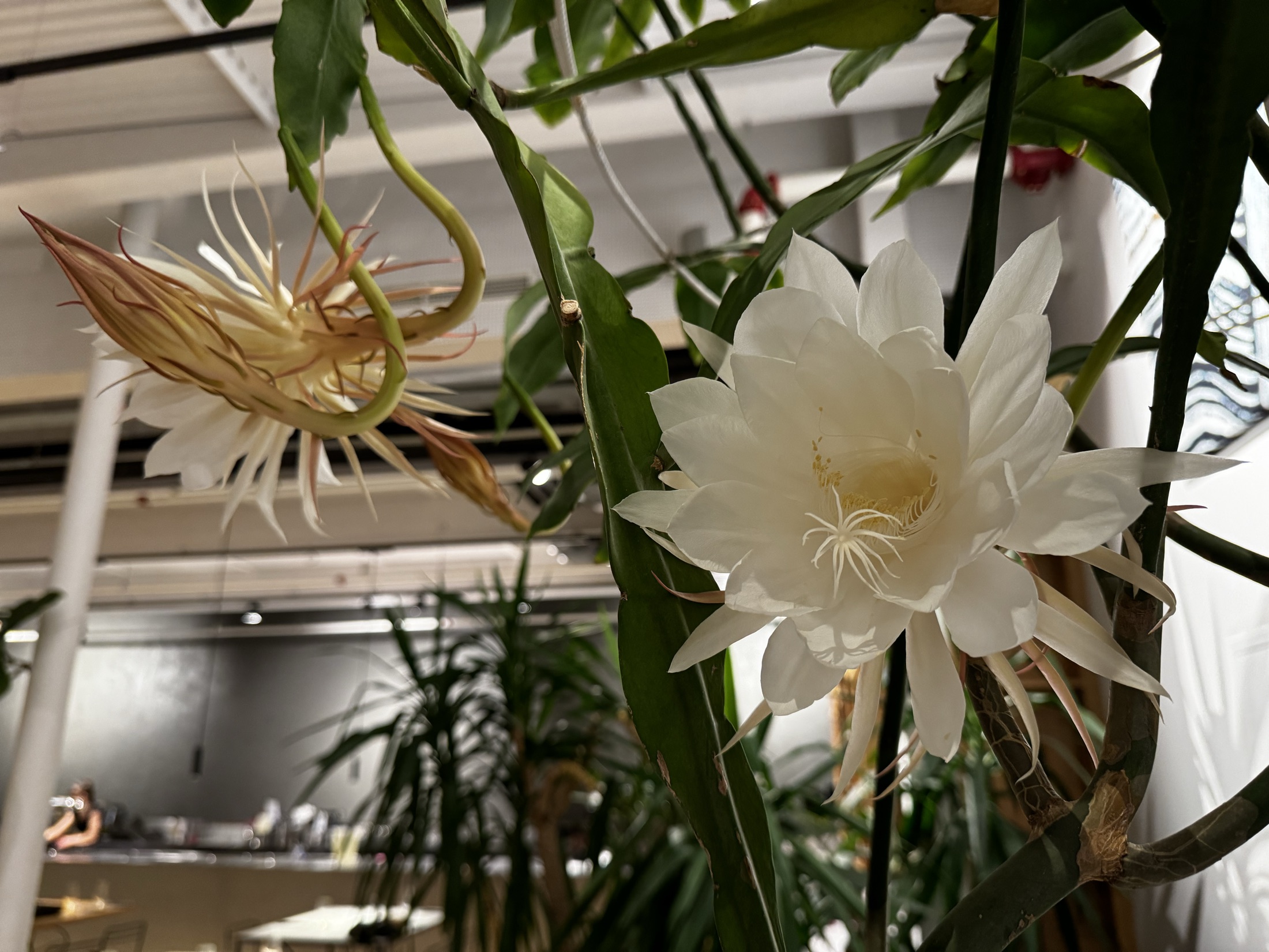 Open queen of the night flower beside buds at different stages