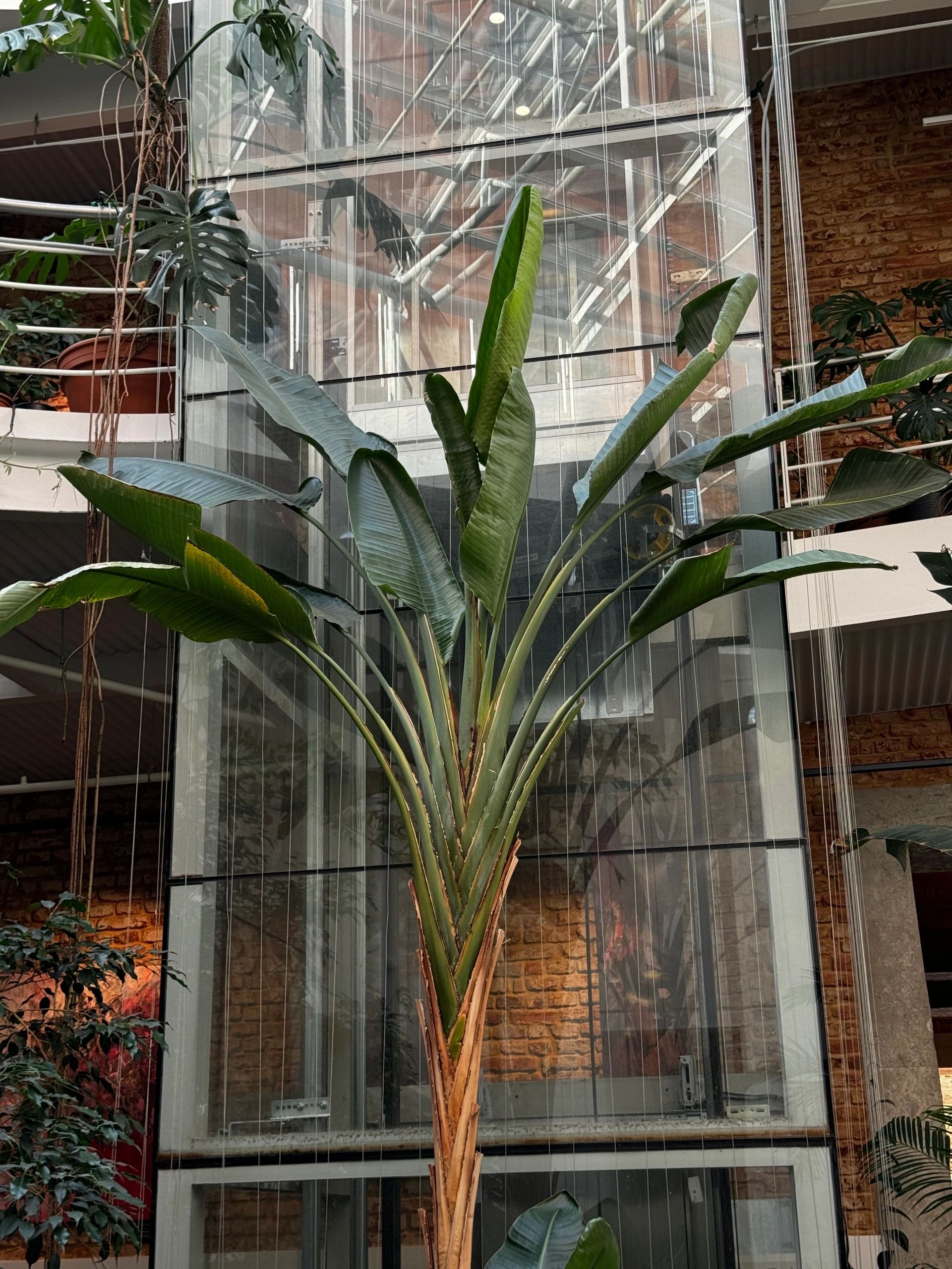 A lush tropical planting at Jungle Prague