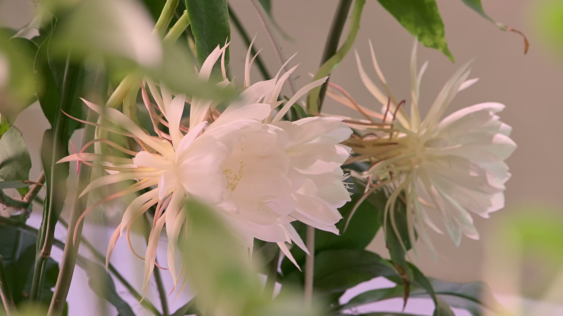 Three Epiphyllum oxypetalum flowers opening at Jungle Prague